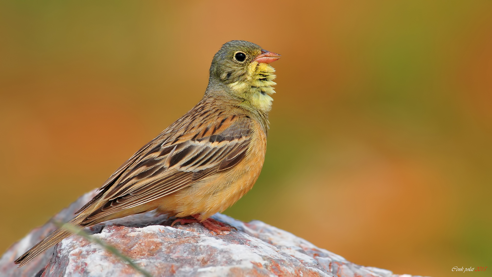 Ortolan Bunting